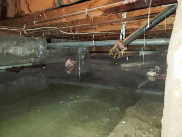 Best Water damage restoration near me  in White Hall, AR